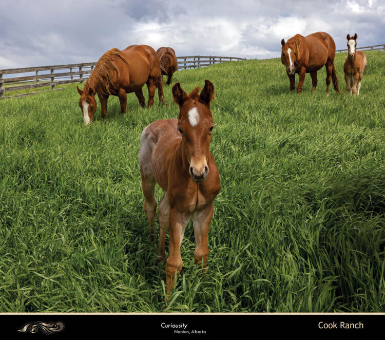 Kim Taylor Photography 2027 On The Trail Day Planner