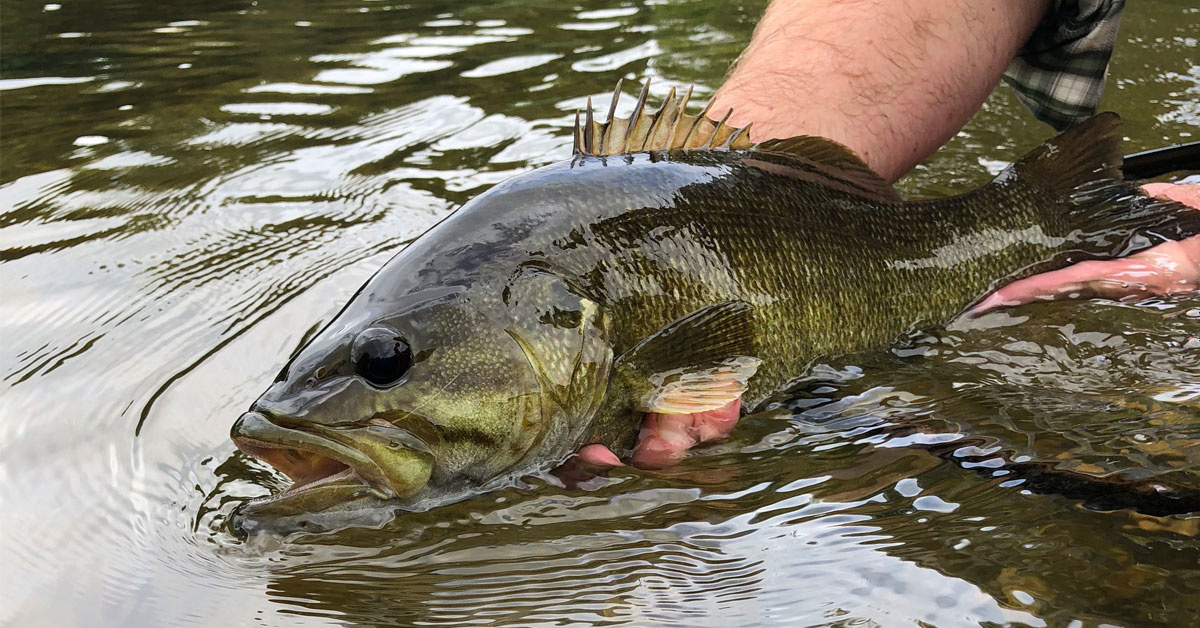 Summer Smallmouth Bass Fishing in Virginia