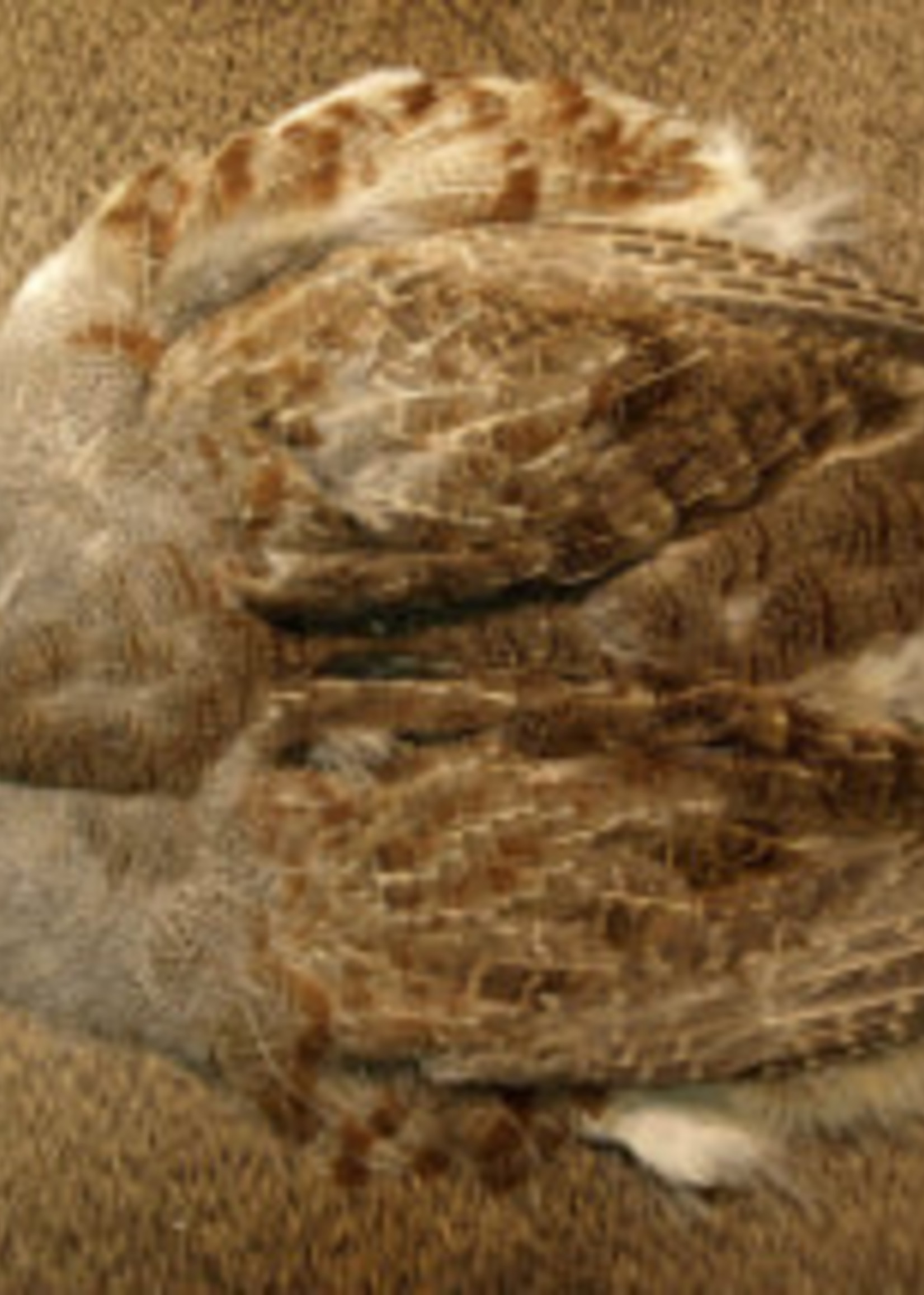 Nature's Spirit Select Hungarian Partridge Skin