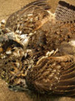 Nature's Spirit Select Ruffed Grouse Skin