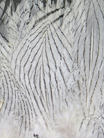 Hareline Dubbin Strung Silver Pheasant Body Feathers