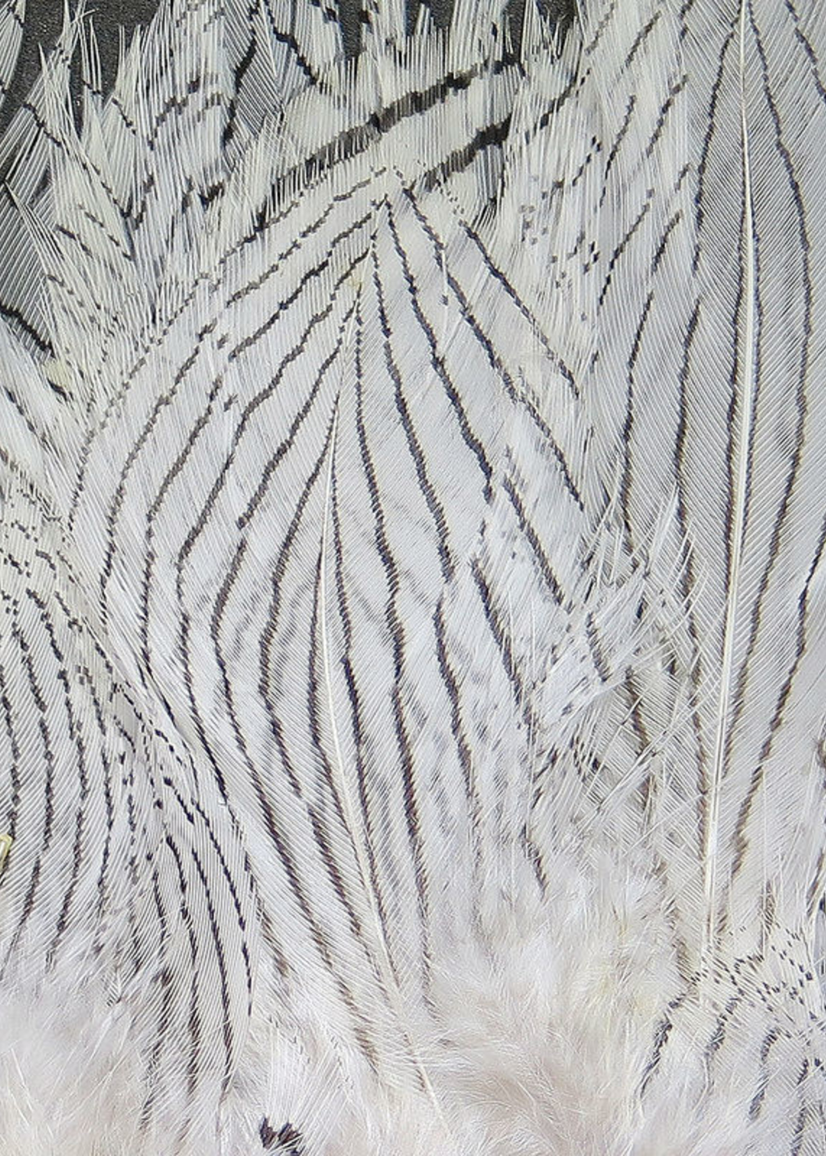 Hareline Dubbin Strung Silver Pheasant Body Feathers