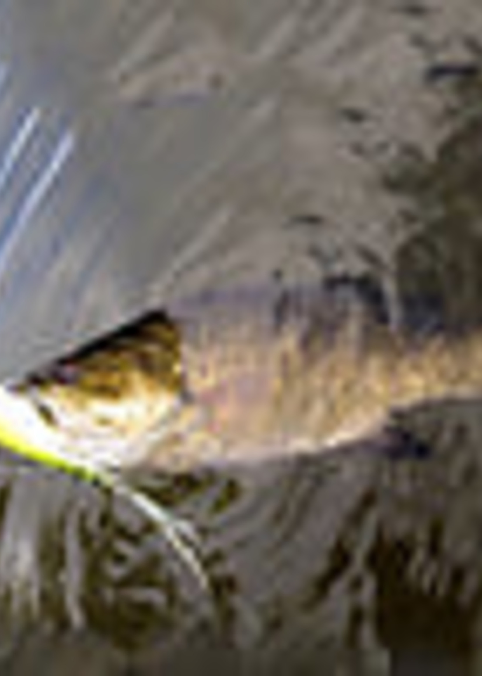 Flymen Fishing Company Fish-Skull Fish Mask