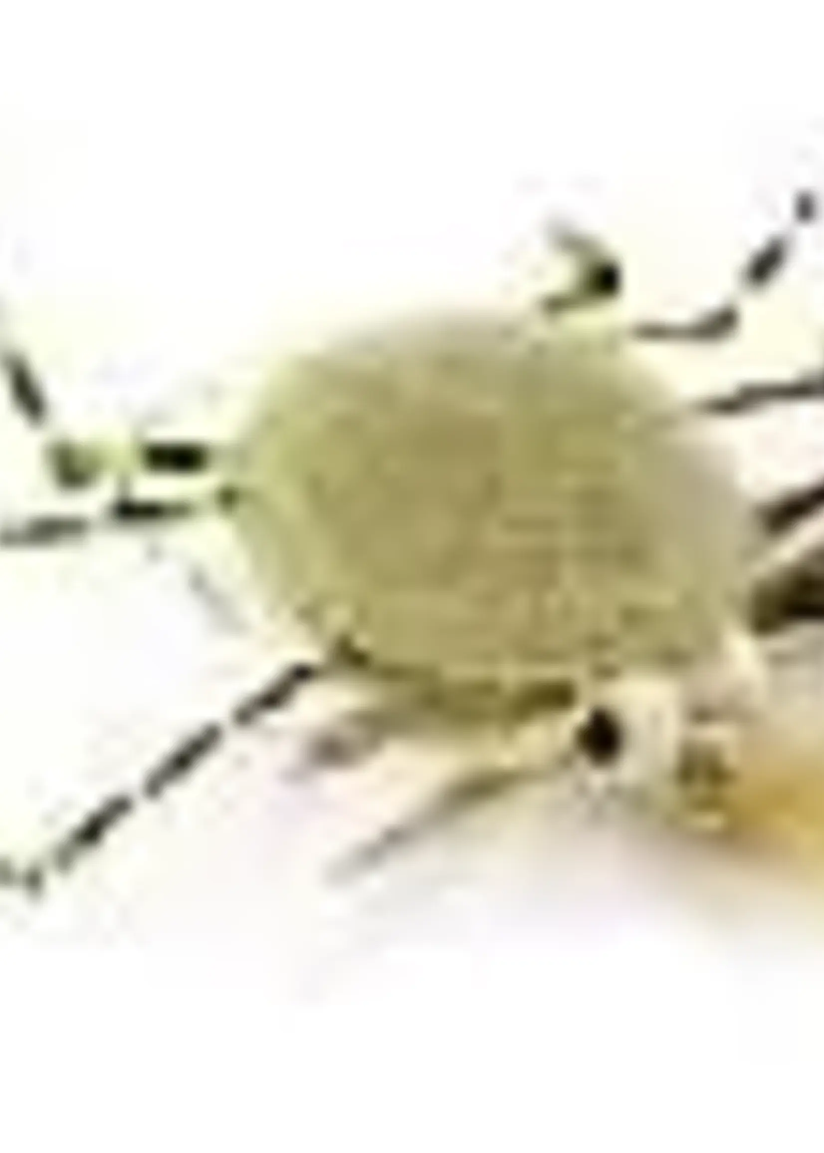 Wapsi Crab Coins White 7/8"