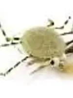 Wapsi Crab Coins White 3/8"