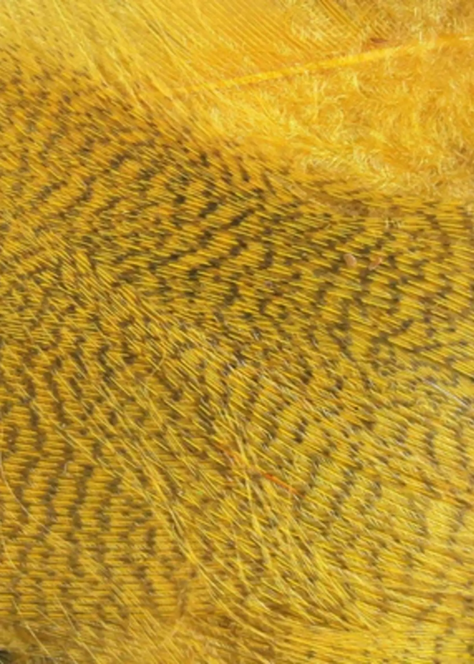 Wapsi Mallard Barred Flank Dyed Wood Duck