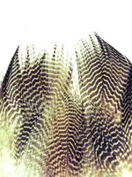 Wapsi Gadwall Barred Flank Natural