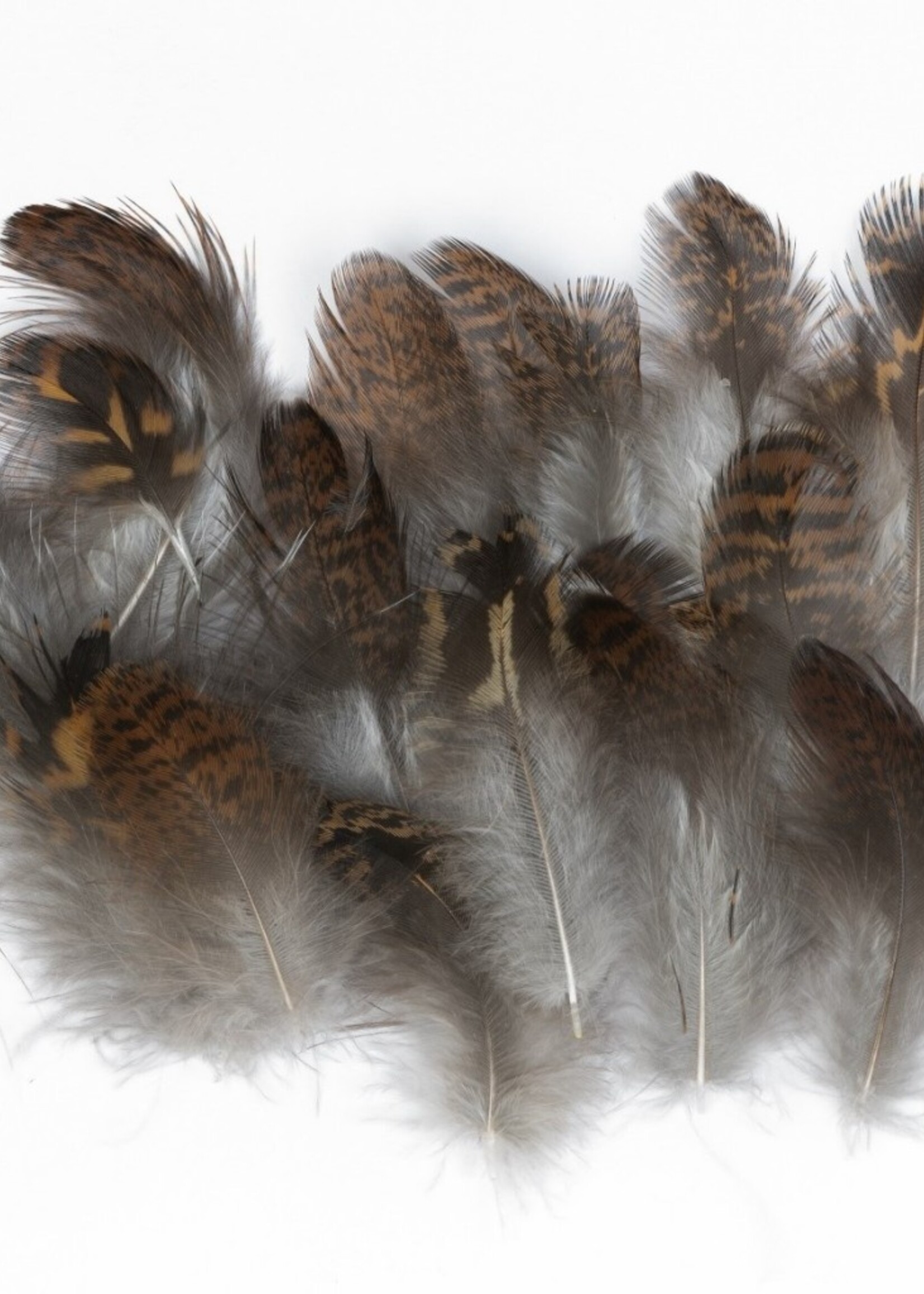 Veniard Grouse Body Plumage