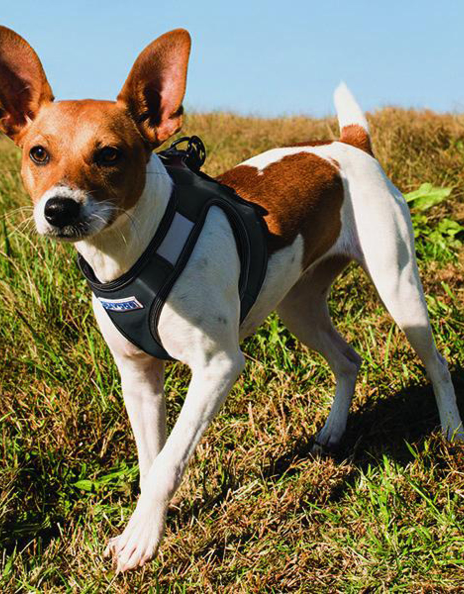 BayDog Liberty Bay Black Harness - XXSmall