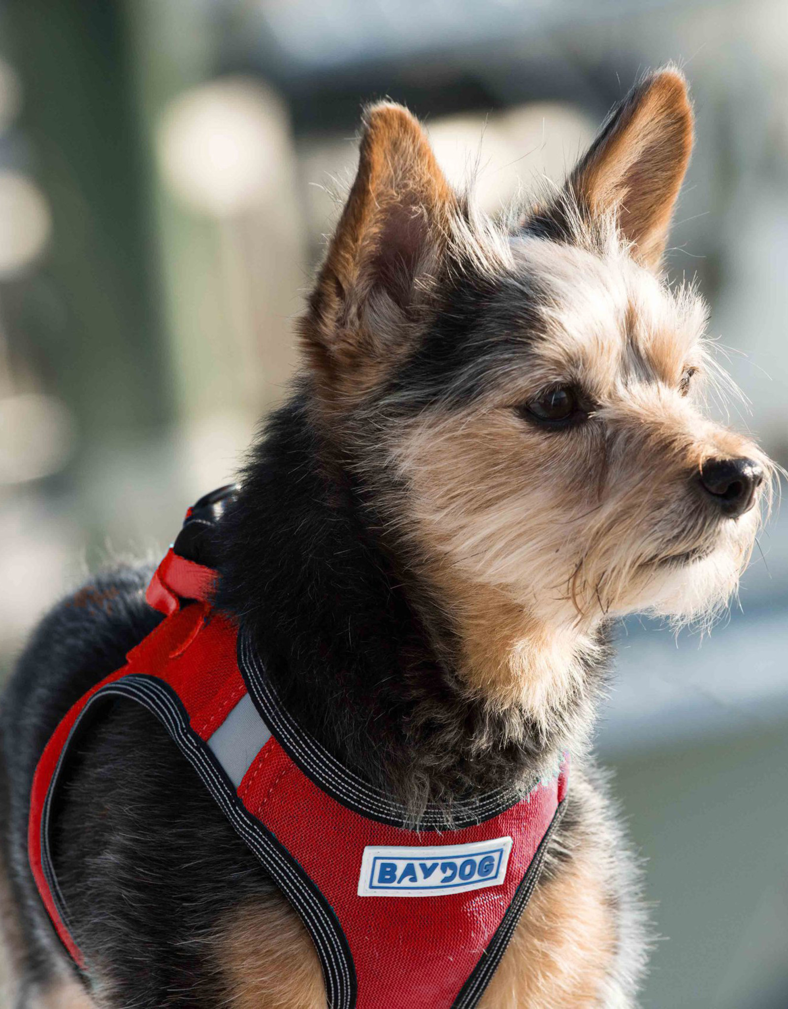BayDog Liberty Bay Clifford Red Harness
