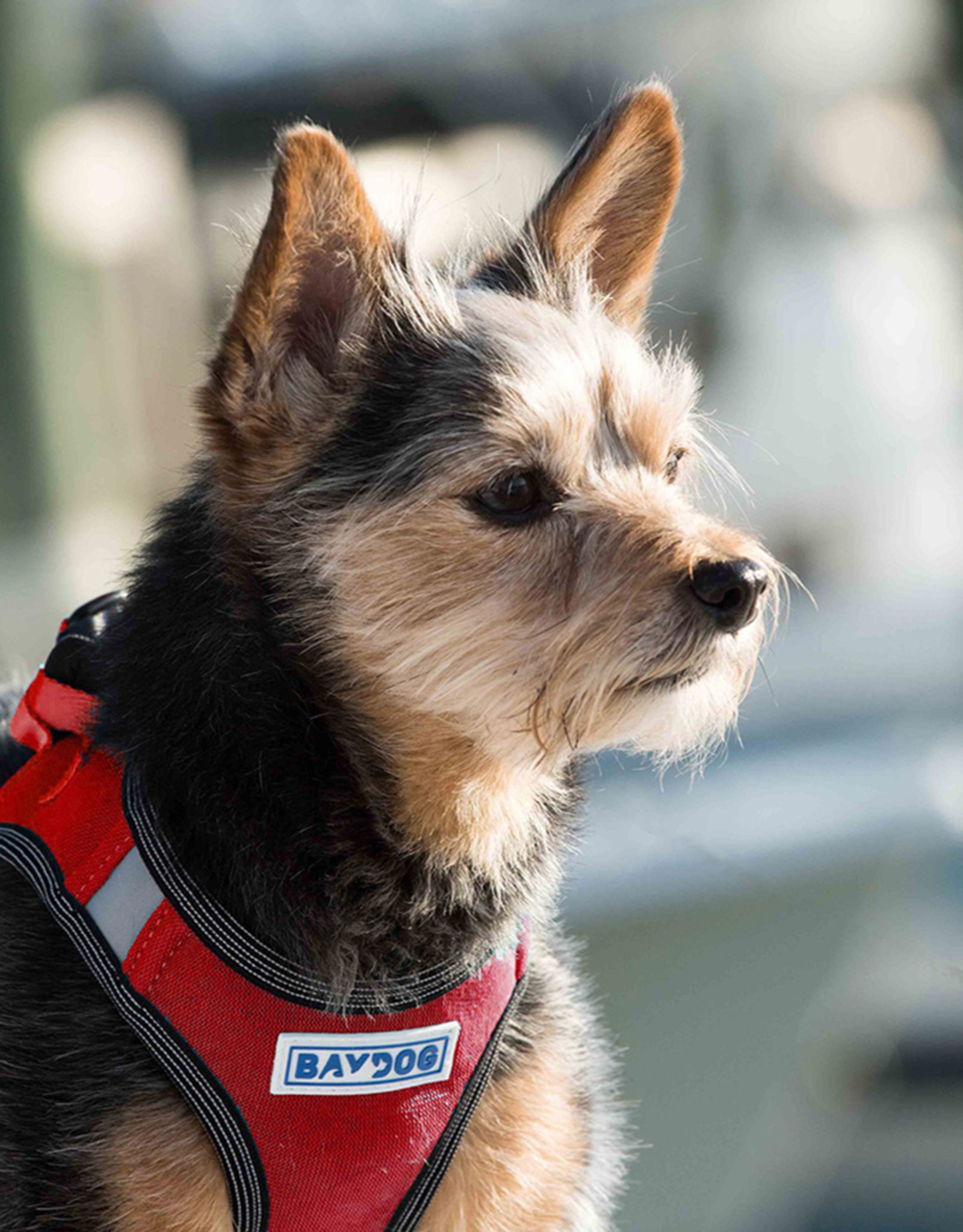 BayDog Liberty Bay Red Harness -XXSmall
