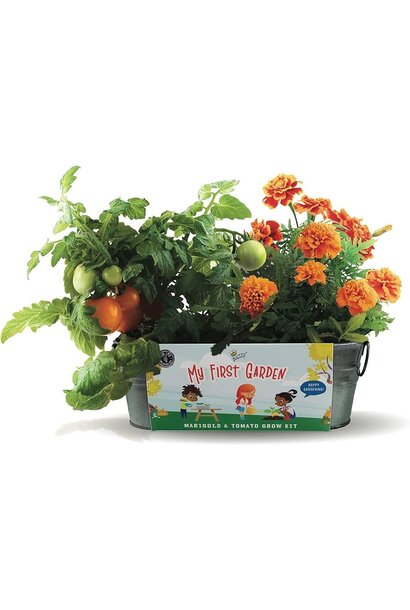 My First Garden Ptd Windowsill - Marigold&Tomato