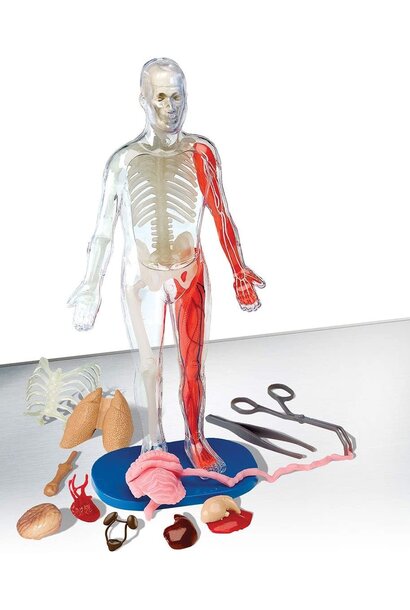 Squishy Human Body SmartLab