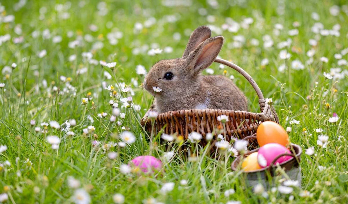 The cutest Easter Baskets are hopping out of Kidstop everyday!