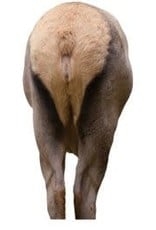 Montana Decoy Co Elk Rump Decoy
