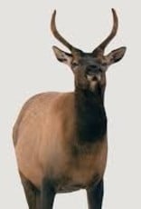 Montana Decoy Co Richler Elk Spike Elk