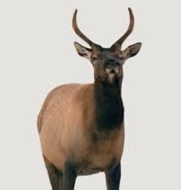 Montana Decoy Co Richler Elk Spike Elk