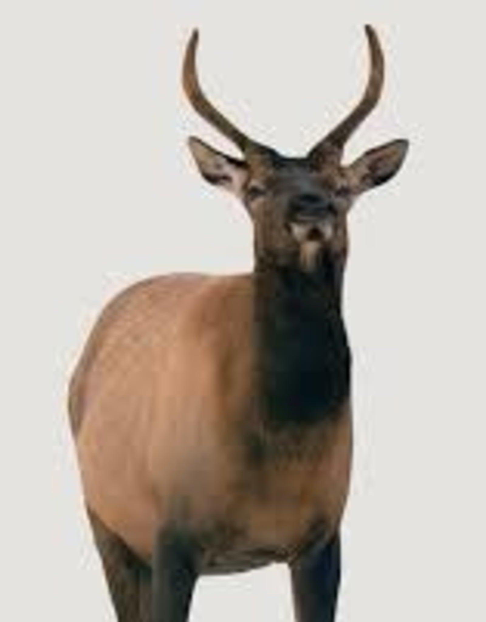 Montana Decoy Co Richler Elk Spike Elk