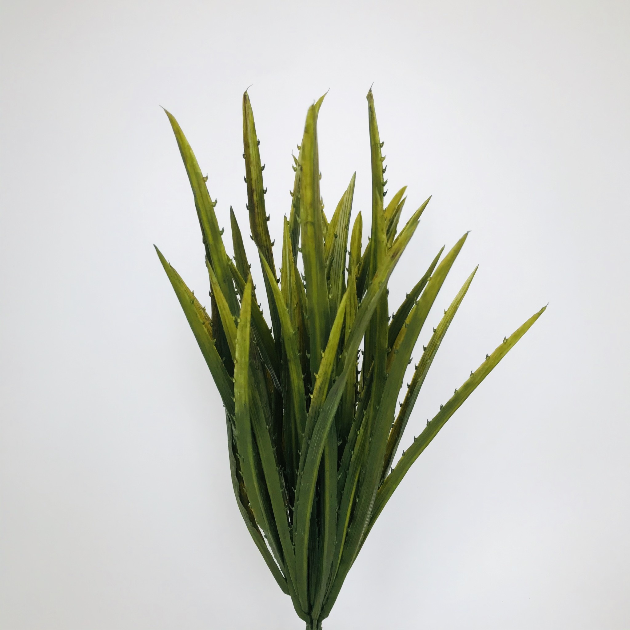 Agave Grass Green/Yellow - Fish Gallery