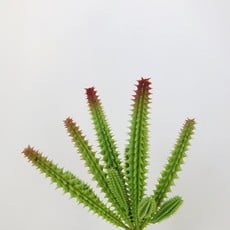 Cactus Pick Red/Green 9"