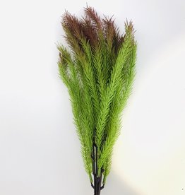 Fish Gallery pine grass red tip