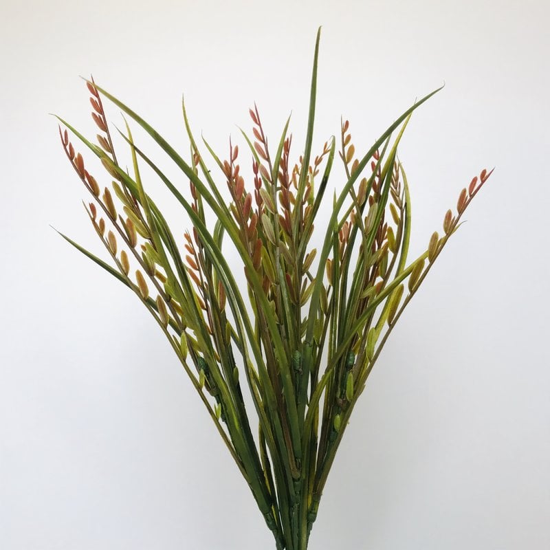 Seed Grass Red