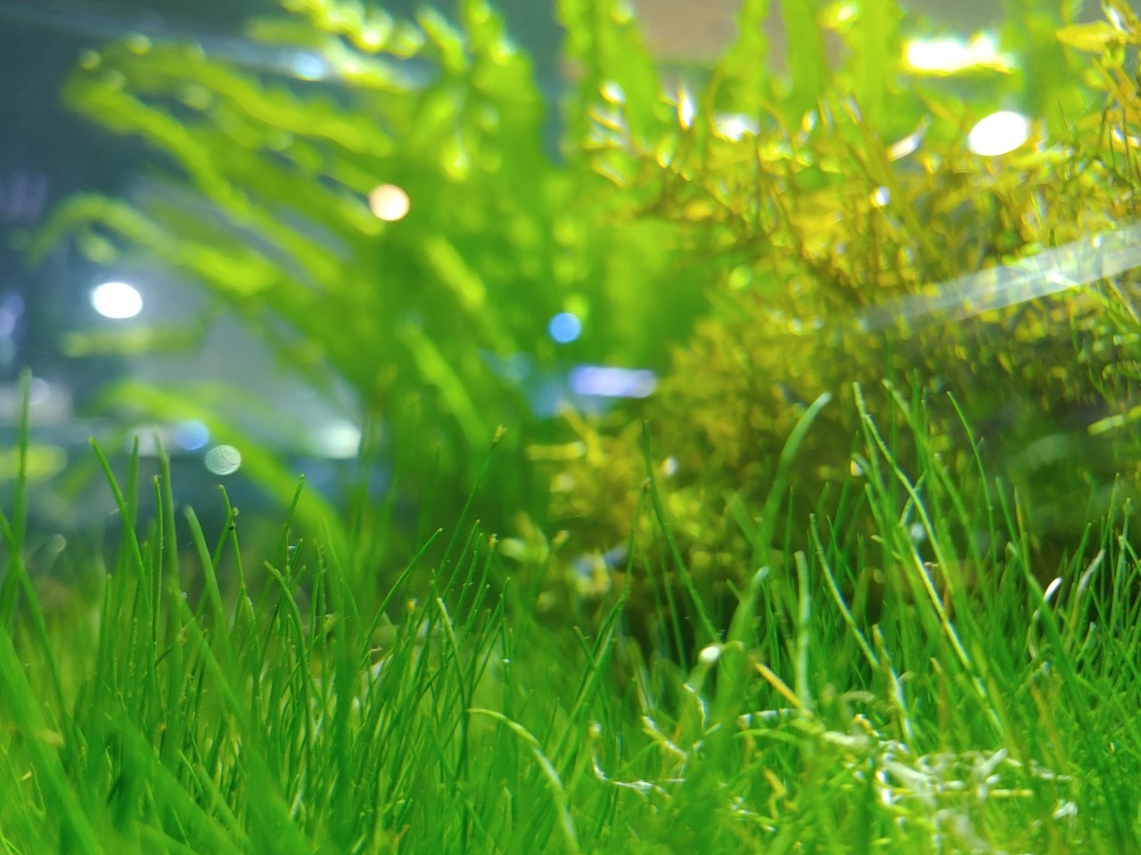 New Plants at Fish Gallery Houston Today! 11/17/2020