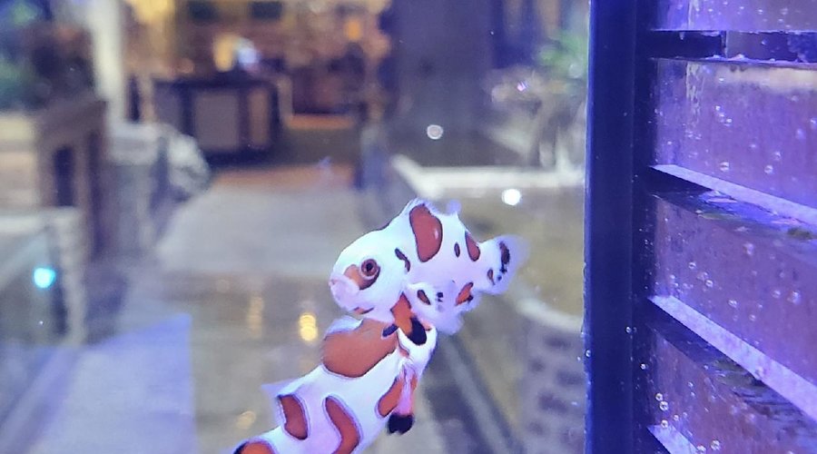 Saltwater Fish Shipment at Fish Gallery Houston on 11/20