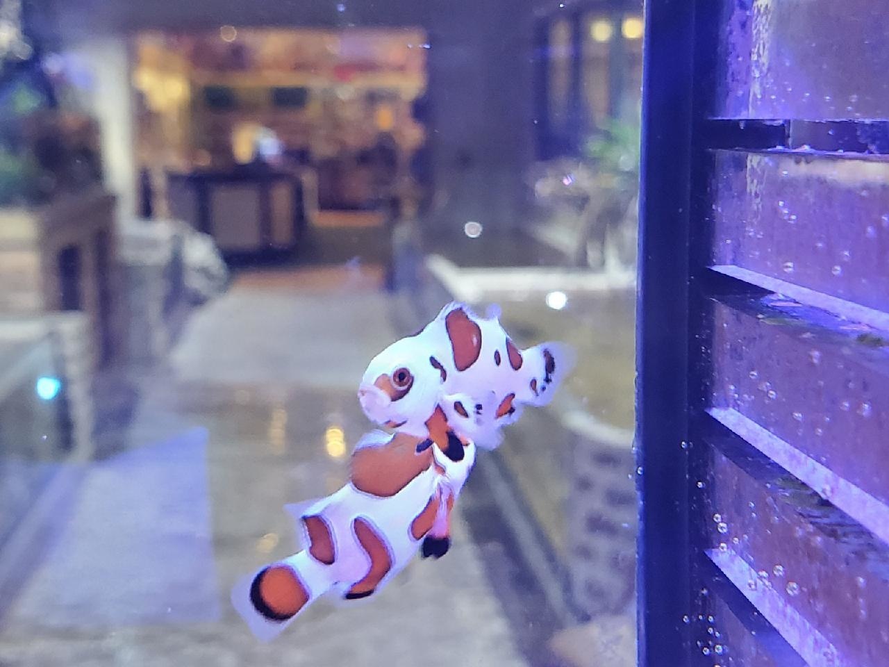 Saltwater Fish Shipment at Fish Gallery Houston on 11/20
