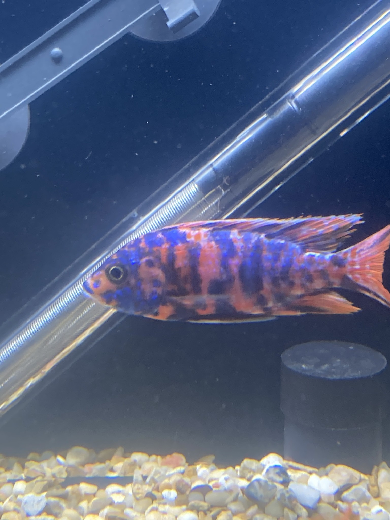 Freshwater New Arrivals FGD 11/23/20