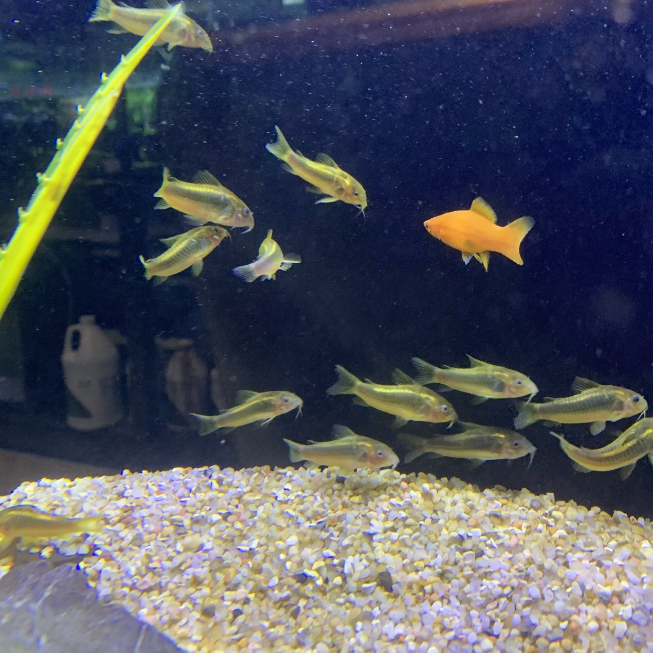 Saltwater and Freshwater New Arrivals at Fish Gallery Woodlands 11/25/20