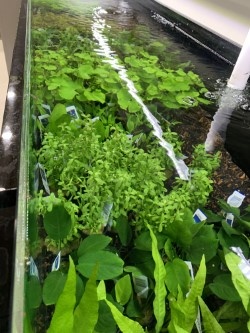 New Plants FGD 12/3/20