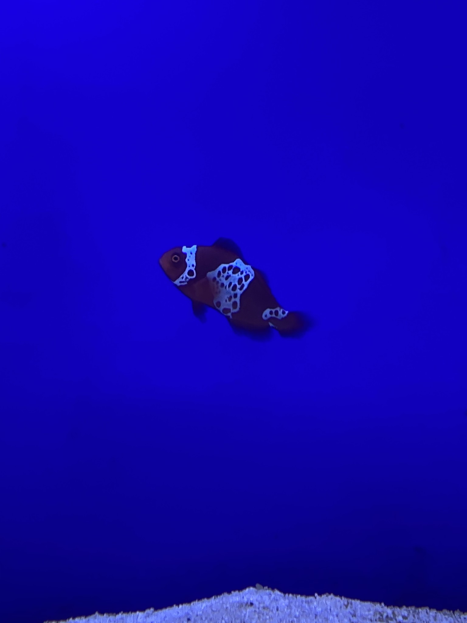 Saltwater AND Freshwater New Arrivals FGD 12/4/20