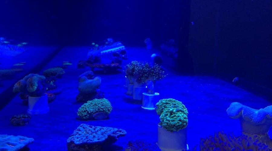 New Corals at Fish Gallery Dallas 12/12