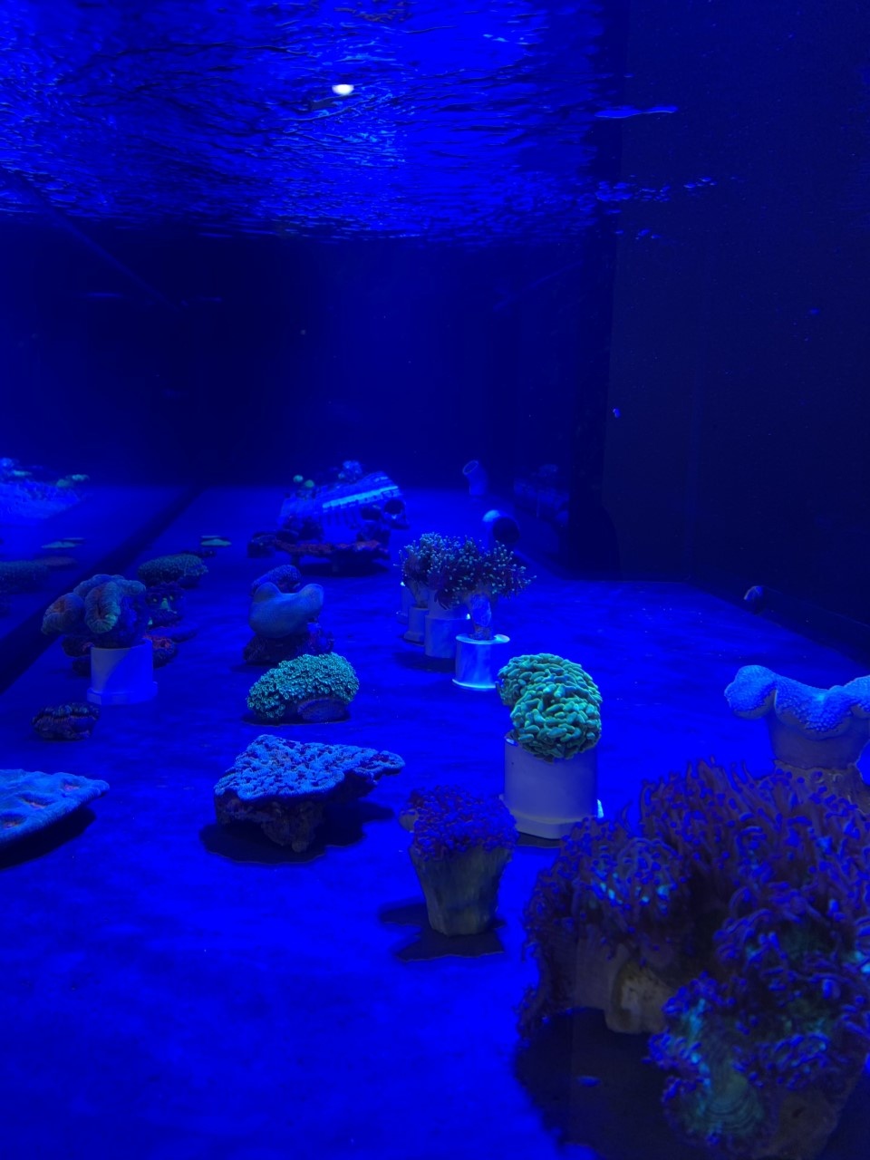 New Corals at Fish Gallery Dallas 12/12