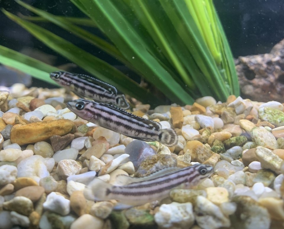 New Shipment of Freshwater fish at FGD