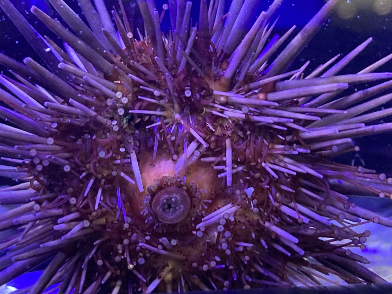 Saltwater inverts at FGD