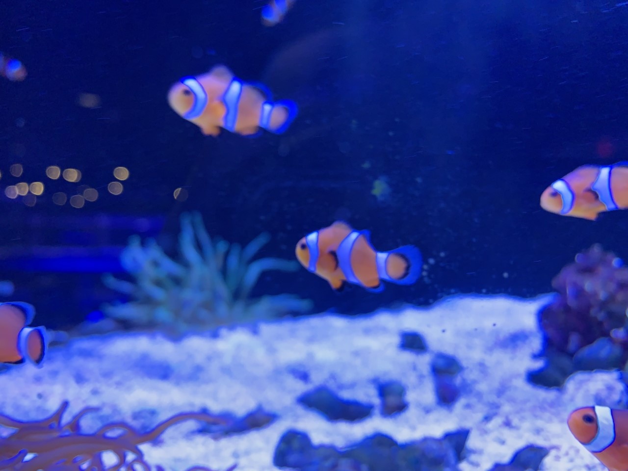 New Arrivals for Fish Gallery Woodlands 12/18/20
