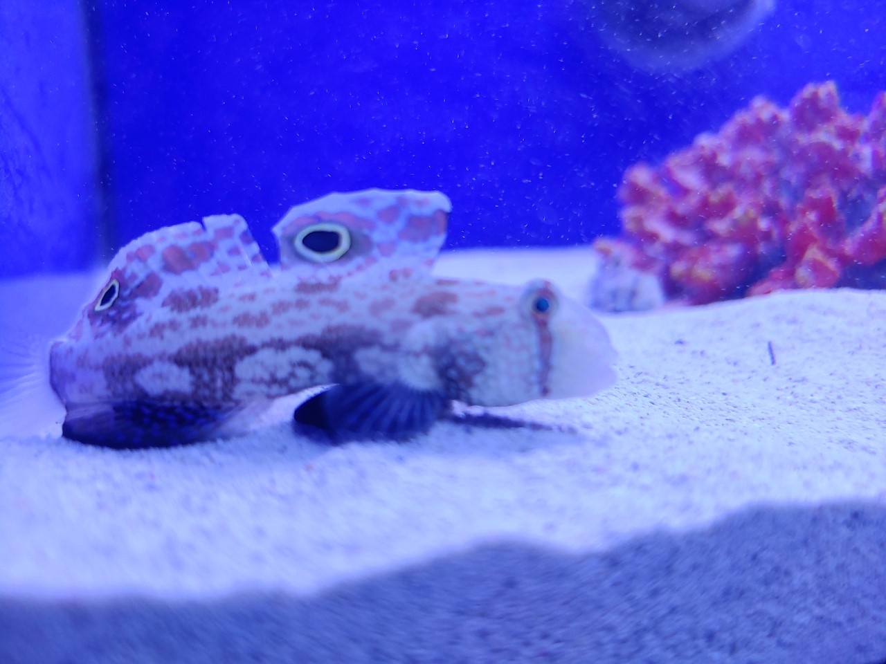 Saltwater Fish AND Corals Now in stock at Fish Gallery Dallas! 12/19