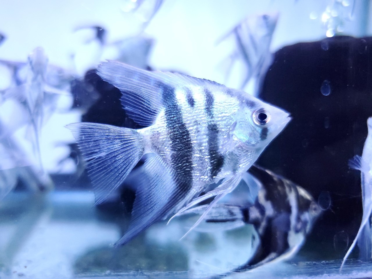 Fish Gallery Houston New Arrivals!