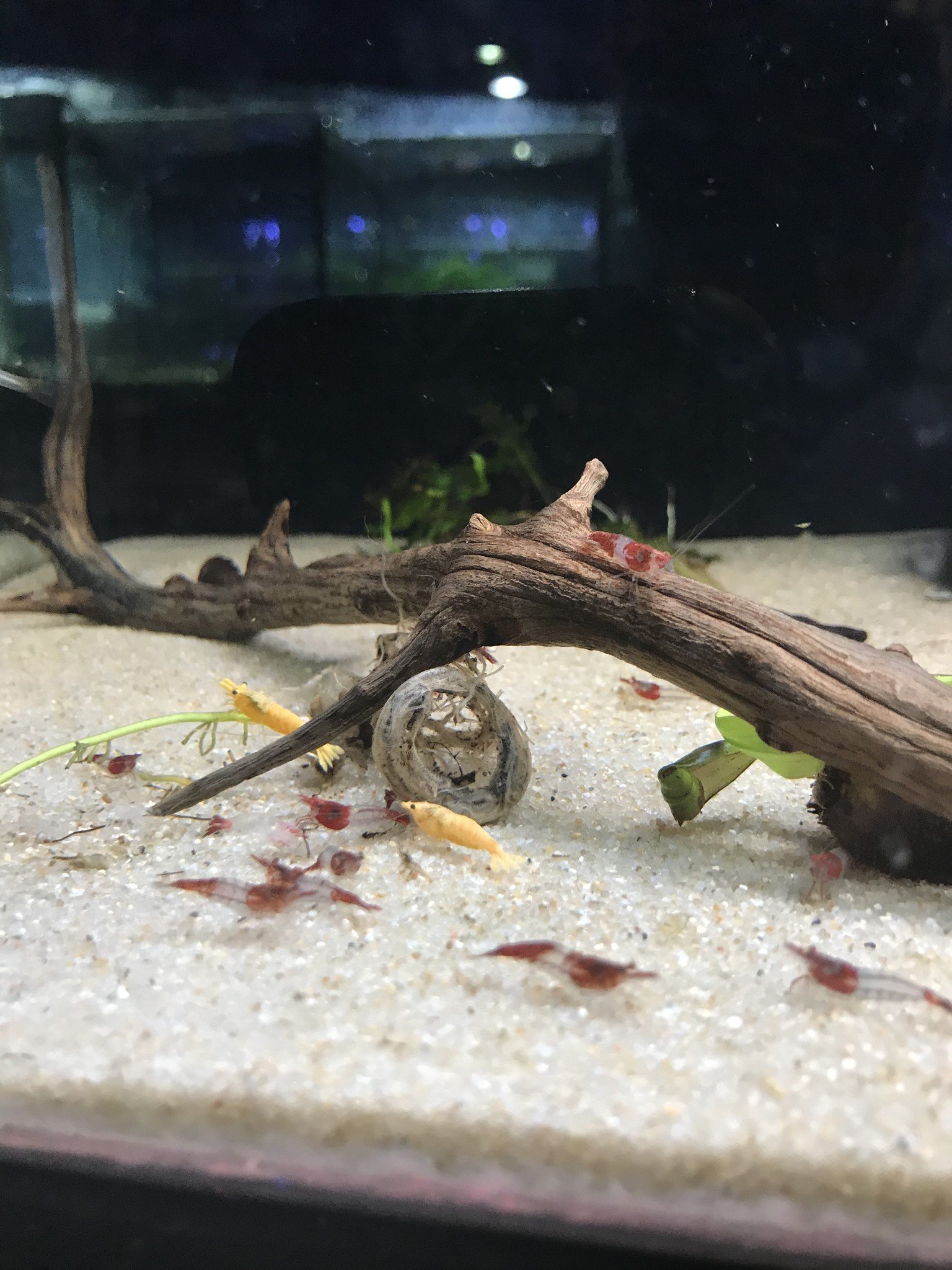 Freshwater and Live Plant New Arrivals for Woodlands 1/15/2021