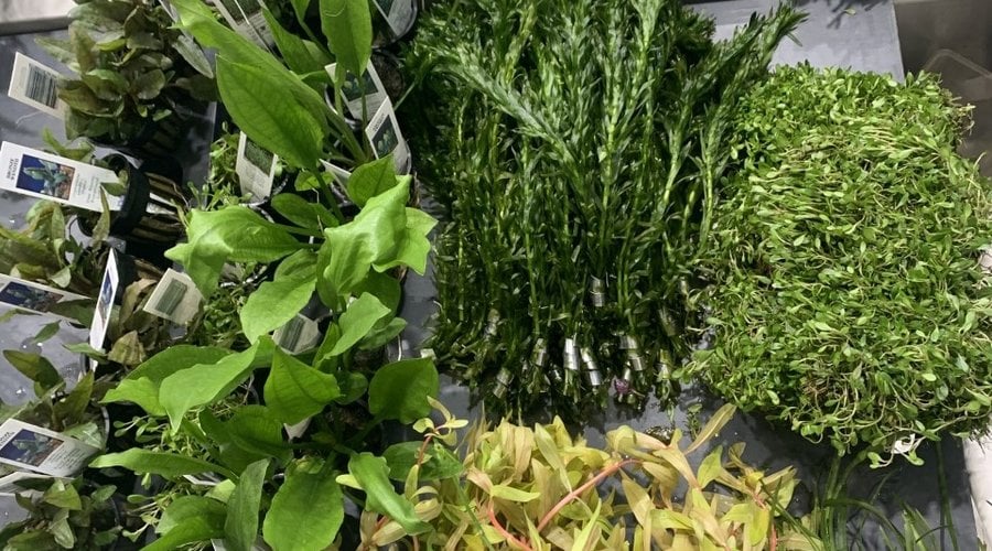 New Plants at Fish Gallery Dallas