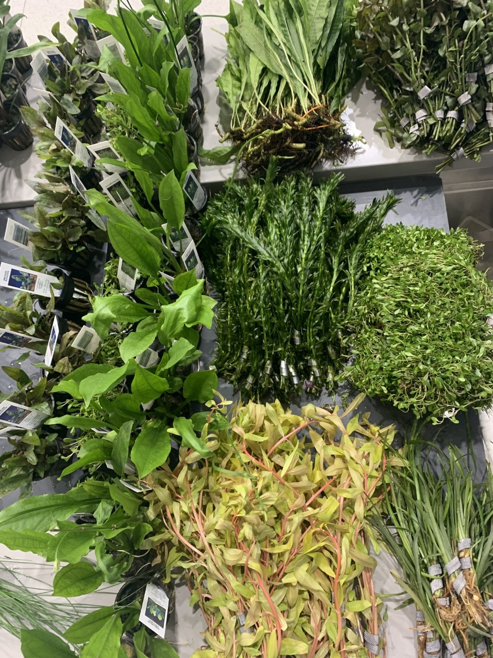 New Plants at Fish Gallery Dallas