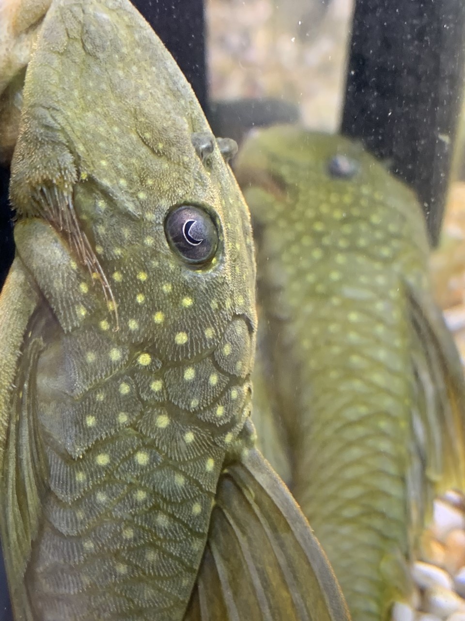 Plecos and more at Fish Gallery Dallas