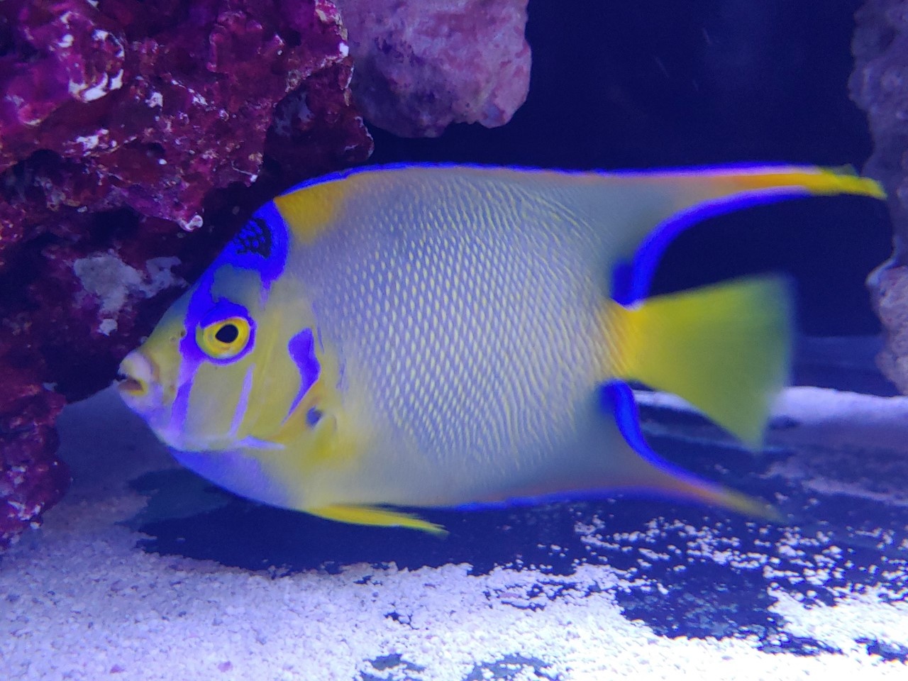 Saltwater Arrivals at Fish Gallery Houston!