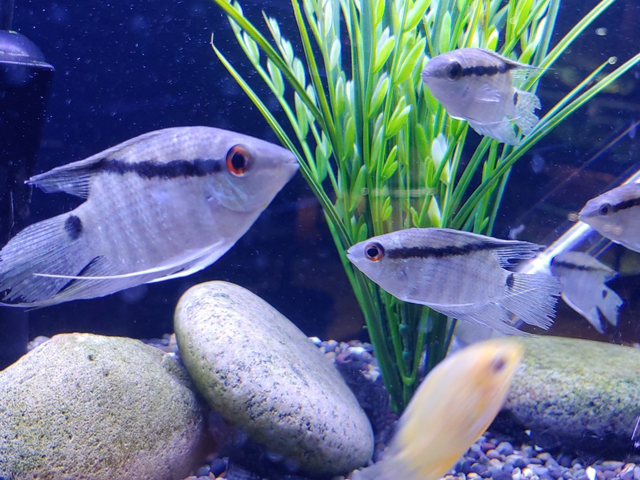 New Fish Arrival at FGH on 1/18!