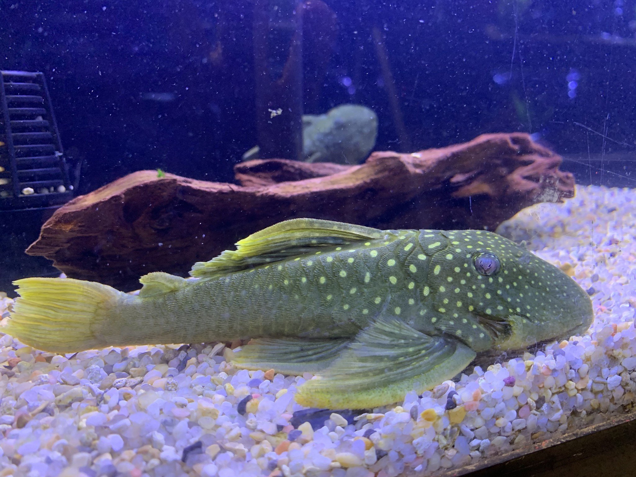 Saltwater and Freshwater New Arrivals at Fish Gallery Woodlands 1/19/2021