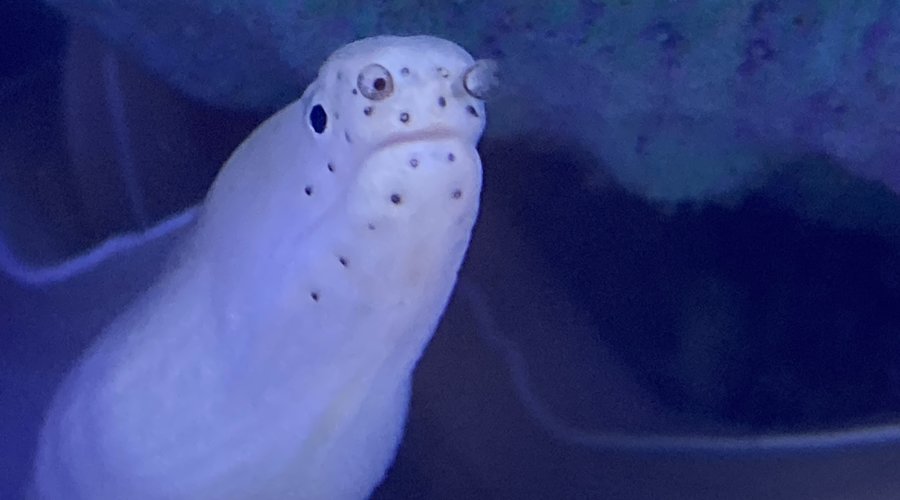 New Saltwater Arrival at Fish Gallery Dallas
