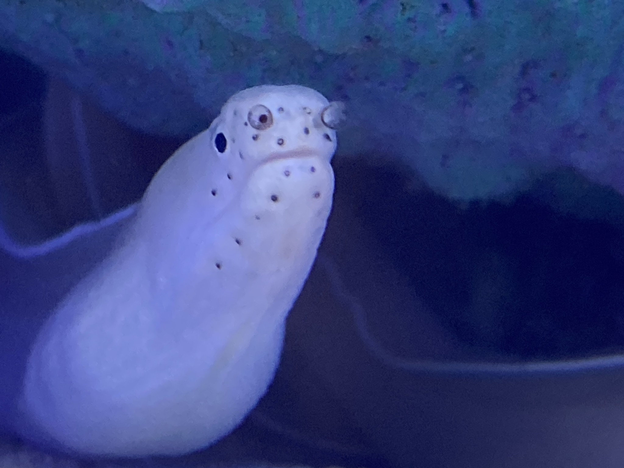 New Saltwater Arrival at Fish Gallery Dallas