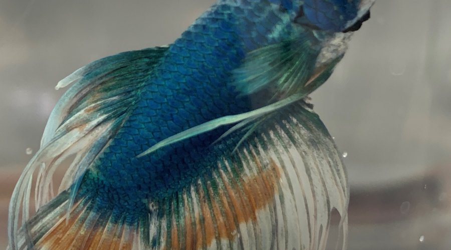 Whole latta Bettas at Fish Gallery Dallas